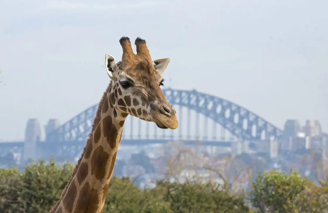 Giraffe with colourful confetti and Sydney Harbour Bridge in the background.