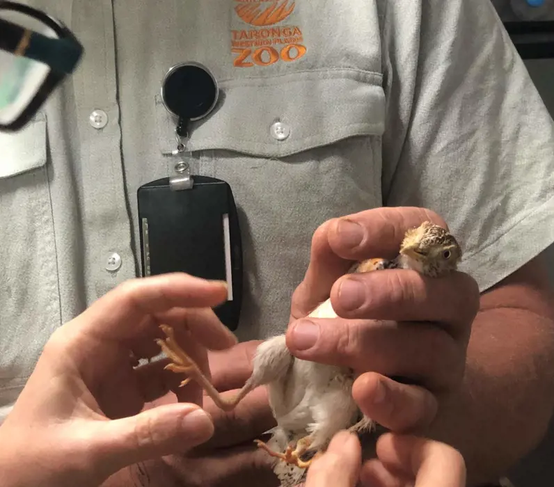 Plains-wanderer chicks pass health check